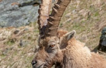 Parc National du Gran Paradiso : Refuge Savoia - Refuge Victor Emmanuel