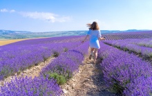 Plateau de Valensole et sa farandole de couleurs