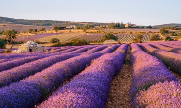 Rando dans les lavandes: splendeurs et senteurs provencales