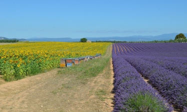 Biking in Provence